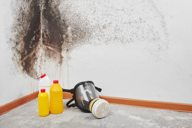 Best Fast Mold Removal  in Richmond Hill, GA