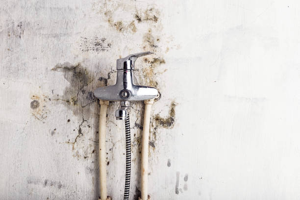 Best Home Mold Removal  in Richmond Hill, GA