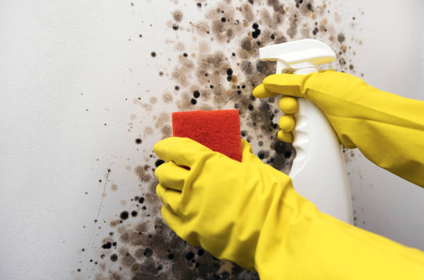 Best Mold Testing  in Richmond Hill, GA