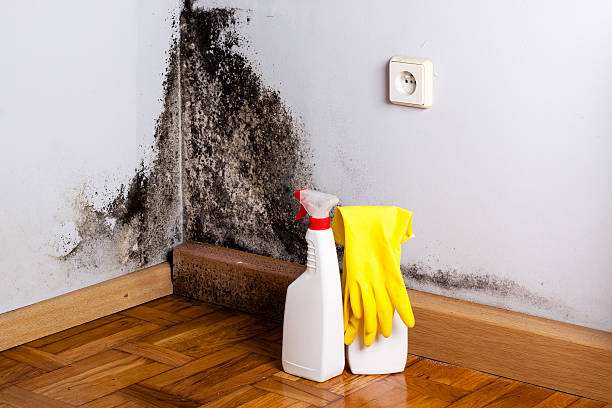 Trusted Richmond Hill, GA Mold Removal Experts