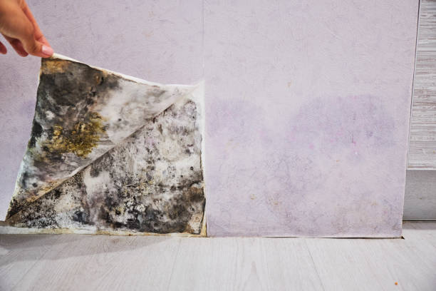 Best Local Mold Removal Service  in Richmond Hill, GA